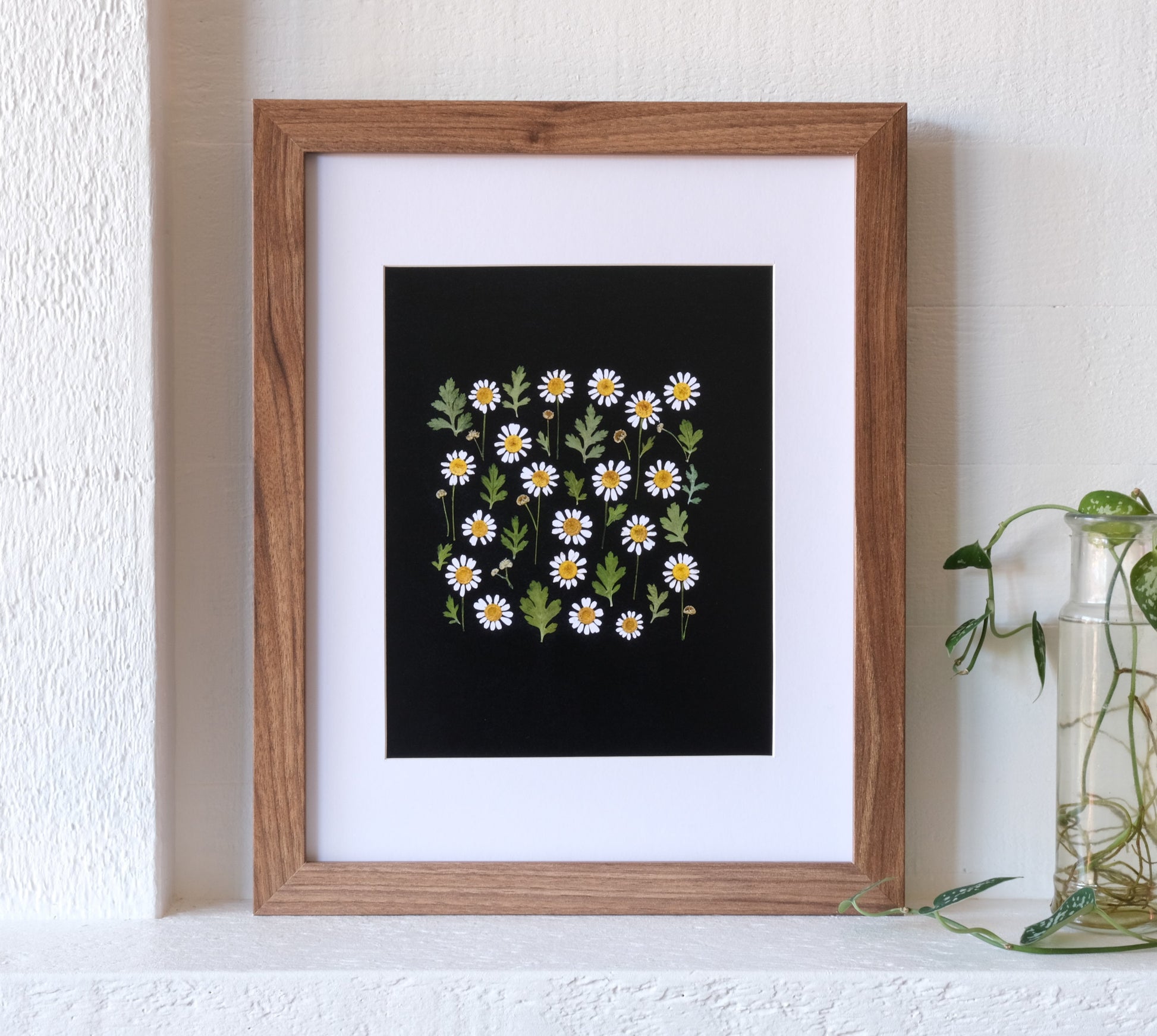 Pressed feverfew art print with black background. 